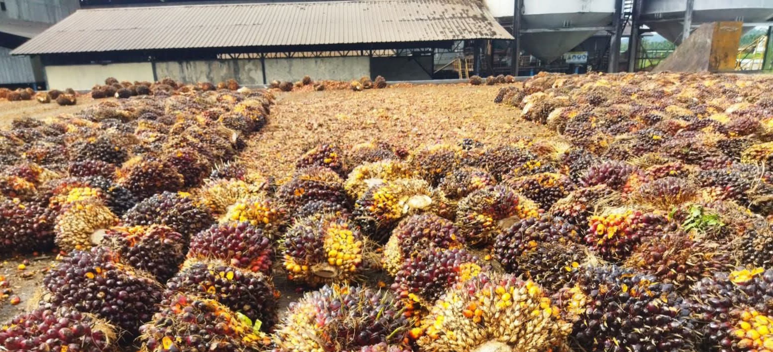 Tentang Ragam Manfaat Biomassa Kelapa Sawit