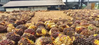 Tentang Ragam Manfaat Biomassa Kelapa Sawit