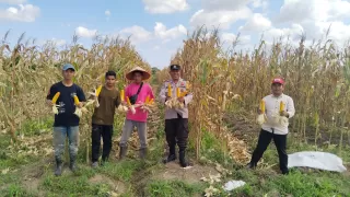 Polsek Rangsang Panen Jagung Pipil Dukung Ketahanan Pagan Daerah