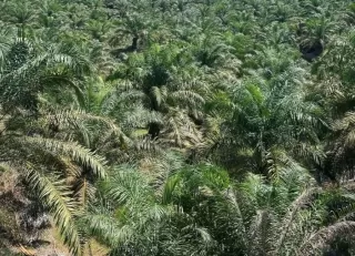 Dukung B50, Pelaku Industri Biodiesel Diminta Manfaatkan PBK