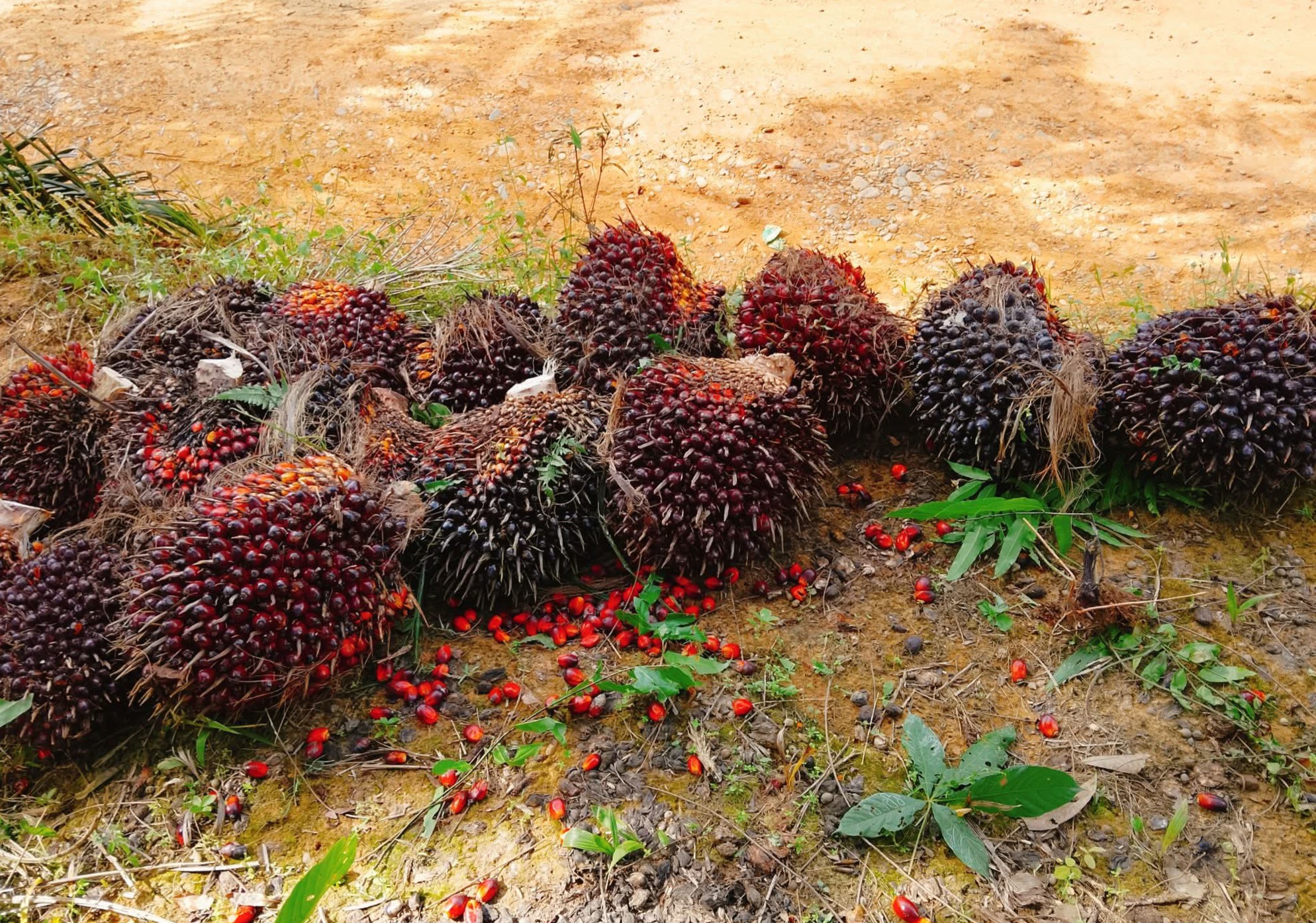ISPO Tidak Cuma Atur Lingkungan Tapi Wajibkan Standar Naker Ketat dan Hak Buruh Sawit Dijamin Negara