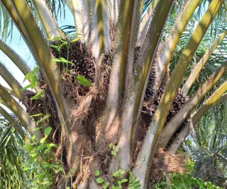 Limbah Sawit Bila Dimanfaatkan Punya Potensi Besar Jadi Produk Nilai Tambah Ekonomi