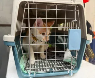 Mudik Bersama Hewan Peliharaan Pilihan, KAI Logistik Catat 13.435 Selama Ramadhan dan Idul Fitri 1447 H