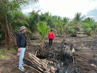 Bakar Lahan Gambut Seluas 500 Hektare, Pria di Teluk Meranti Dicokok Polisi