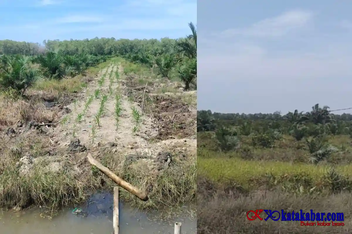 Oknum Kapolsek di Langkat Kembalikan Lahan Hutan Lindung, Status Pidana Tetap Jadi Sorotan