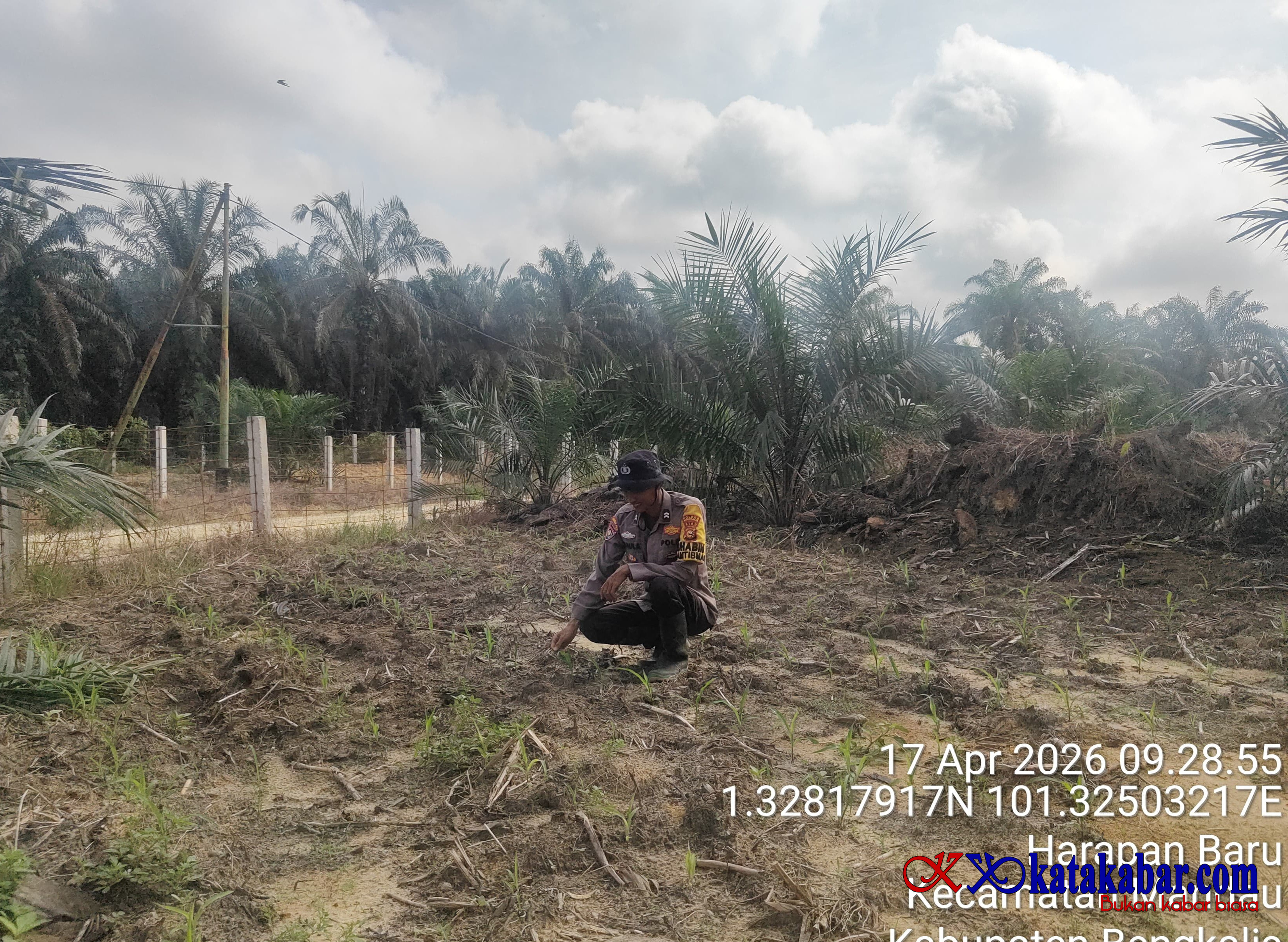 Dukung Gerakan Penanaman Jagung 1 Juta Hektar, Polsek Mandau Senergi Pemdes Bathin Betuah