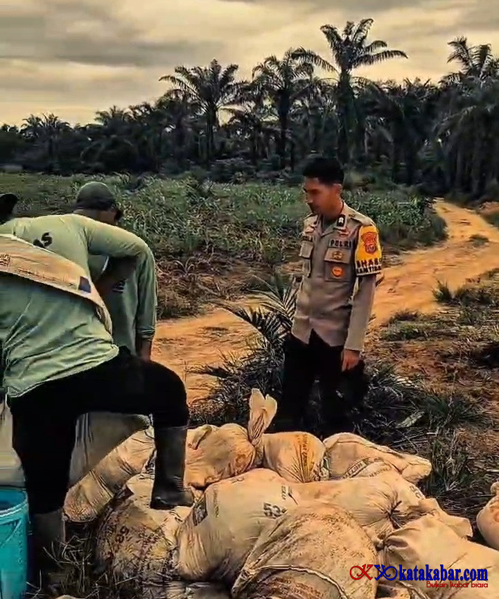 Dukung Asta Cita Presiden RI: Polsek Mandau dan Masyarakat Rawat Tanaman Jagung Pipil di Bathin Betuah