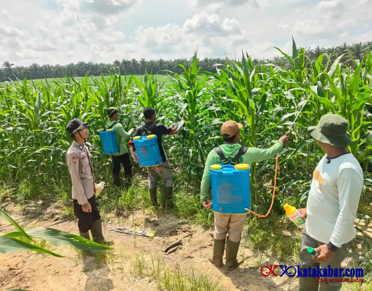 Polsek Mandau Rawat Program Ketapang Tanaman Jagung Pipil Seluas 6 Hektare di Bathin Betuah