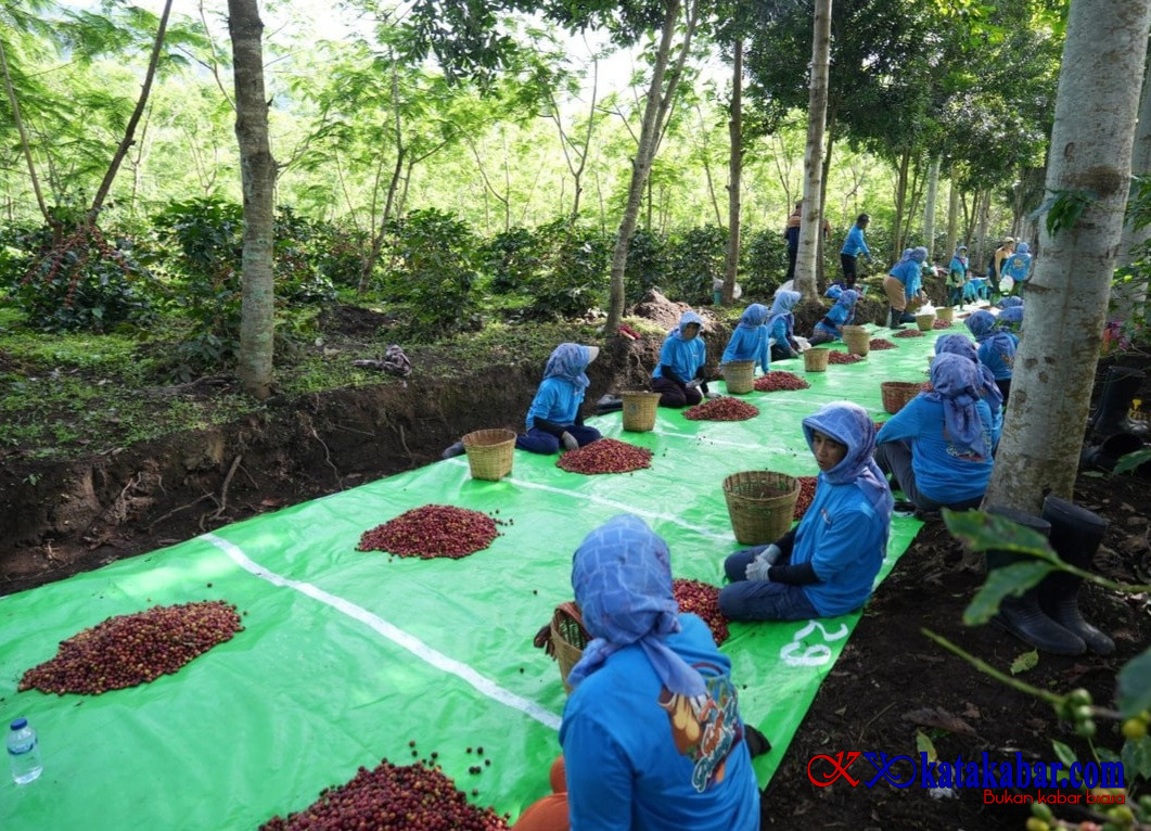 Holding PTPN Perkuat Diversifikasi Agribisnis, Produksi Kopi PTPN IV PalmCo Melonjak 225 Persen