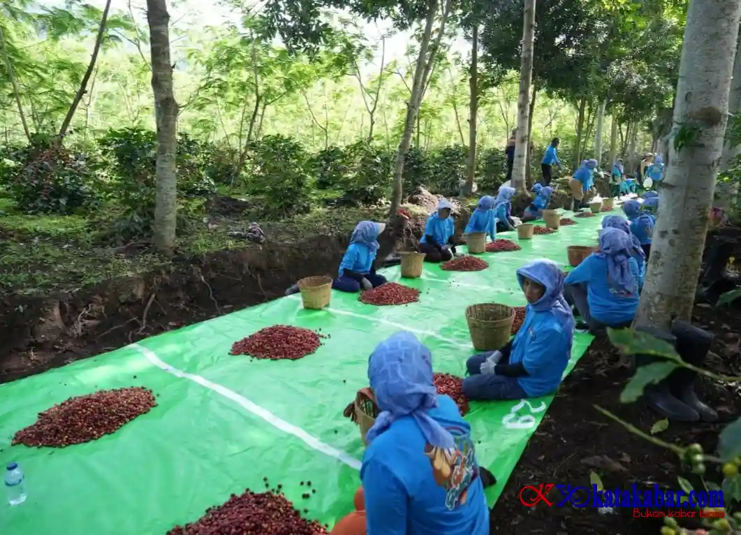 Holding PTPN Perkuat Diversifikasi Agribisnis, Produksi Kopi PTPN IV PalmCo Melonjak 225 Persen