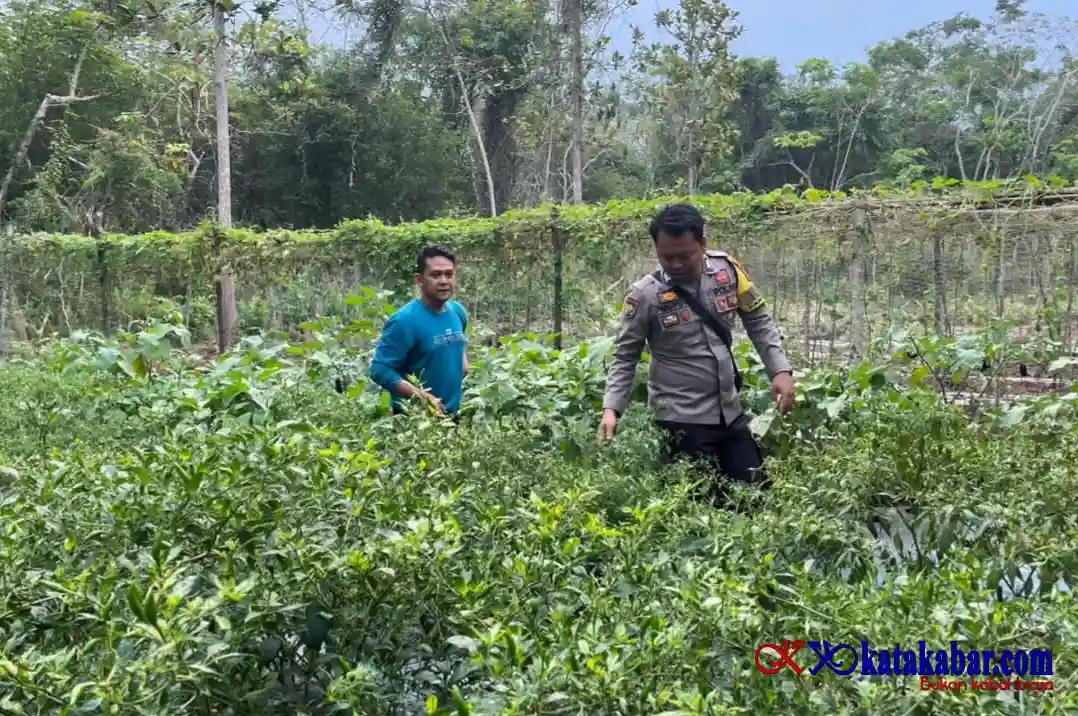 Petani Cabai Bersama Bhabinkamtibmas Desa Kudap Perkuat Produktivitas dan Ketahanan Pangan