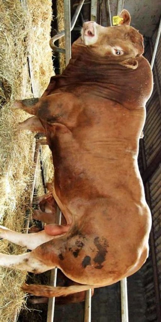 Presiden Jokowi Beli Sapi Kurban Rp 90 Juta Berbobot 1 Ton