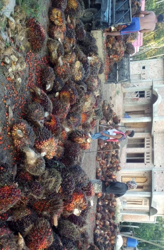 Namanya TOM, Pabrik Bensin Super Petani Sawit!