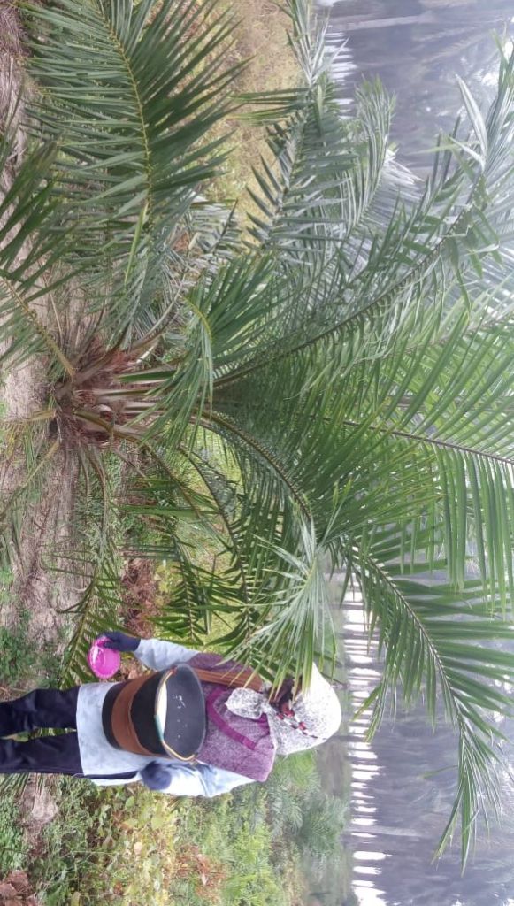Dua Tahun Setelah Launching PSR Jokowi