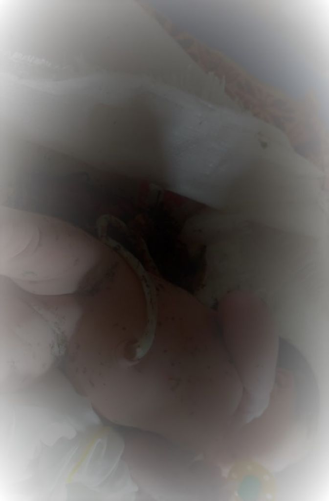 Busyet! Bayi Ini Dikarungi, Dibuang di Kebun Sawit