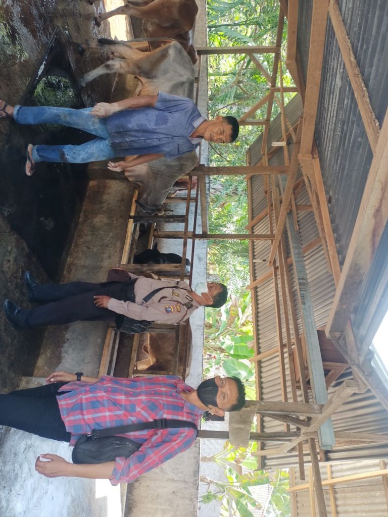 Ratusan Ternak di Langkat Terdeteksi Penyakit Mulut dan Kuku