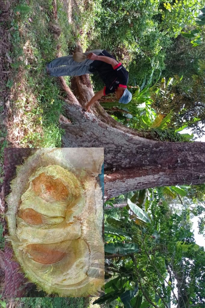 Melongok Kebun Durian Pusaka di Desa Senderak Pulau Seberang