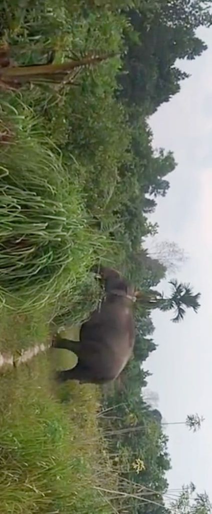 Si 'Codet' Lapar Sikat Tanaman di Sudut Dapur Warga di Jalan Siak Duri