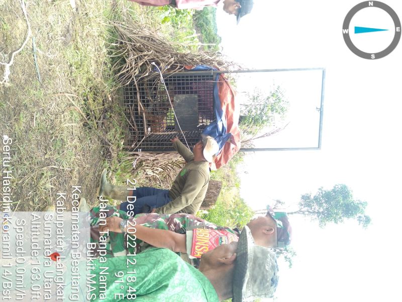 Harimau Sumatera Desa Bukit Mas Besitang Langkat Masuk Perangkap