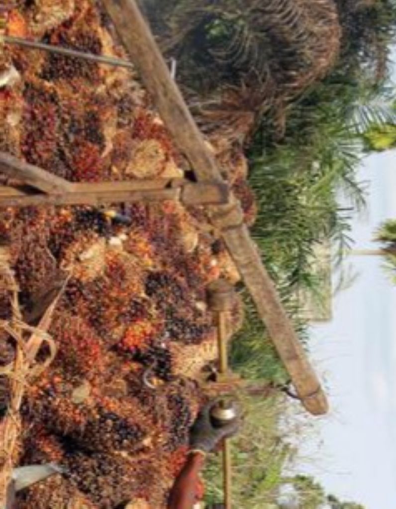 Harga Kelapa Sawit Turun Rp6,4 Per Kilogram di Sumut
