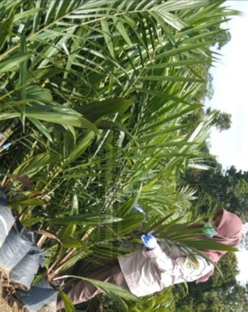 Ribuan Bibit Sawit Dari Bangka ke Belitung Wajib Izin Karantina