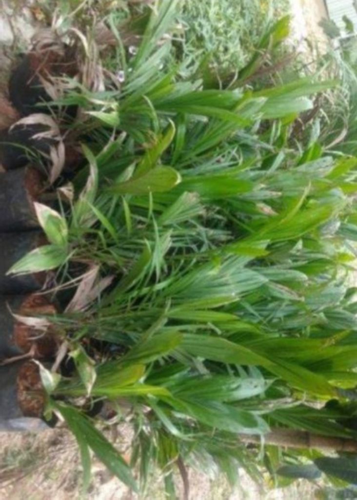 Oalah.., Baru Dua Bulan Tanam 80 Batang Sawit Hilang Dari Kebun Dalam Semalam